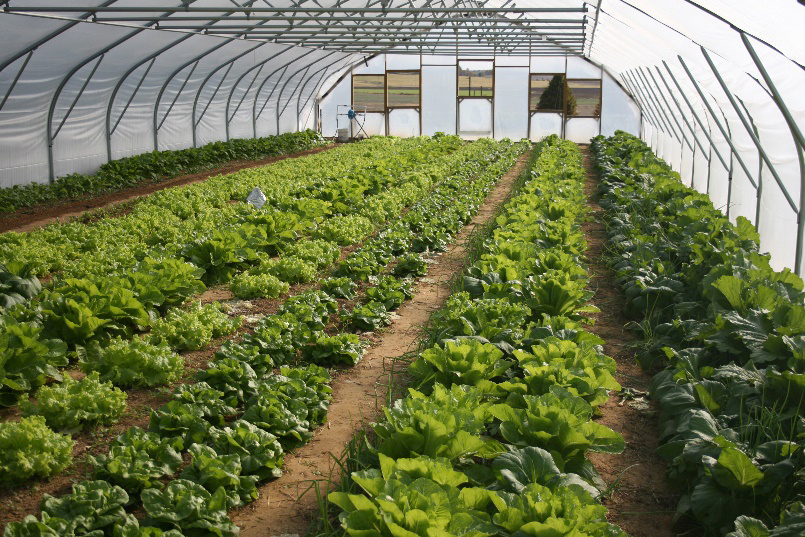 interior of a high tunnel with leafy greens growing in the ground