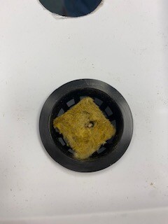 A yellow square of rock wool sits at int bottom of a net pot.