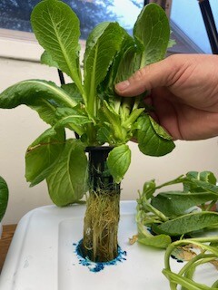 A small bunch of lettuce is held above a hydroponics system.