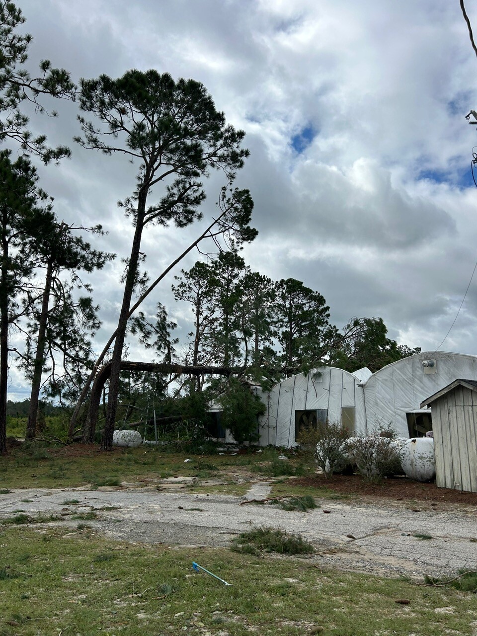 Tall trees have fallen on top of hoop houses and debris litters the ground around them