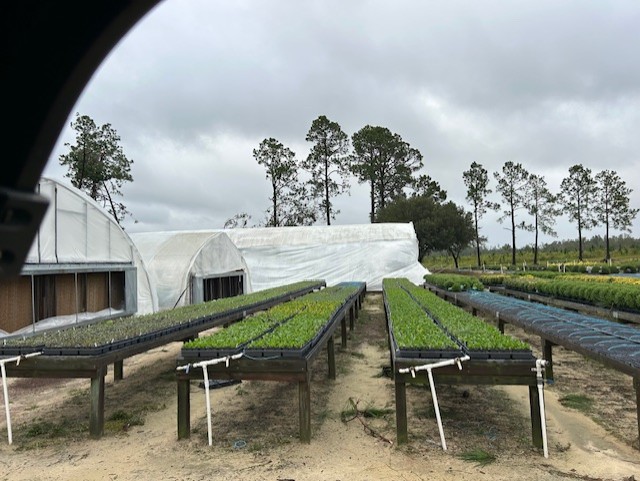 rows of young plants on tables with irrigation lines that have been damaged