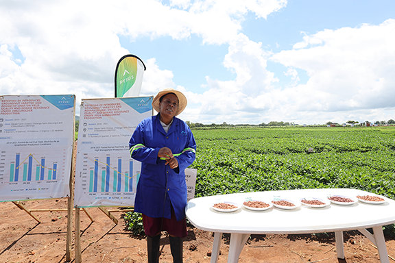 scientist in a peanut field describing research