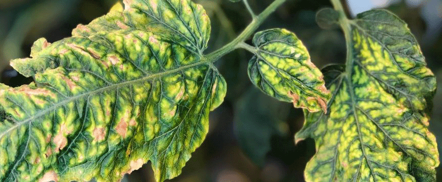 Leaves are crinkled, with brown areas surrounded by yellowed tissue. The veins of the leaves are still green.