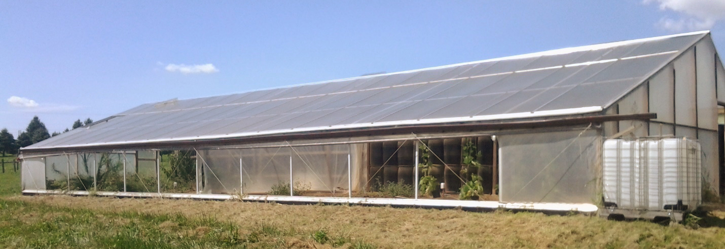 A large greenhouse with a sloped roof is created out of framing covered in plastic panels and plastic sheeting. Black barrels are visible along the back wall on the right side of the structure.