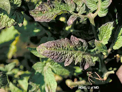 A leaf is green in the middle but deep purple around the margins