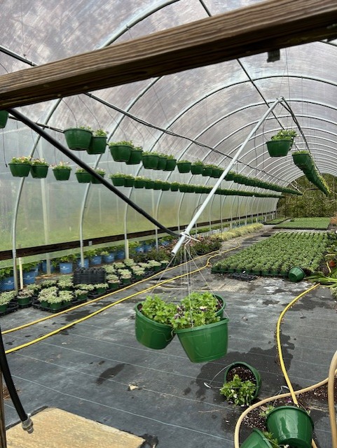 inside a greenhouse, some of the structure is broken and plants have fallen from their hangers or are hanging on precariously