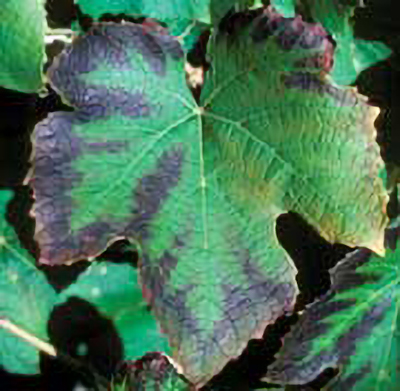 A leaf has a thick brown or dark purple margin and is showing signs of dieback.