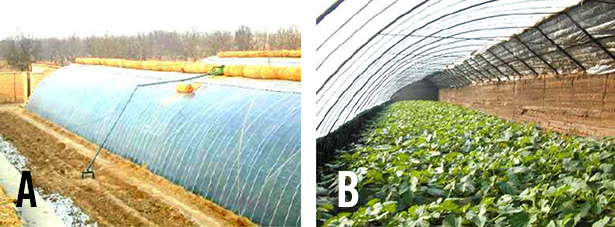 A low greenhouse structure with rounded roof shown from the exterior and interior, where leafy greens are growing.