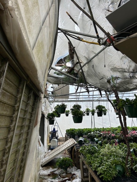 from inside a greenhouse, you can see plants toppled over, caved-in roofing materials, tree limbs piercing the fabric covering, and other damage
