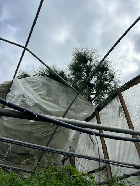 a close-up view of broken greenhouse framing and torn coverings with storm clouds looming overhead
