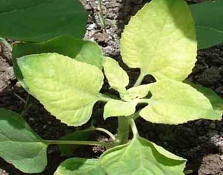 Green leaves have uniformly turned yellow.