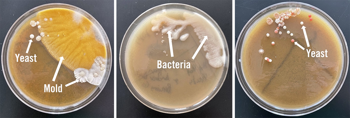 Three images in this figure demonstrate the difference between yeast, mold, and bacteria.