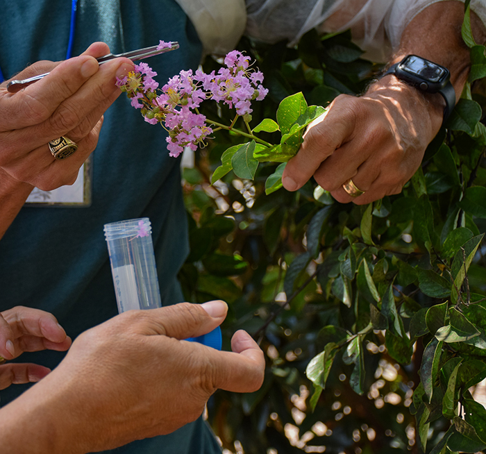 Two pairs of hands can be seen in this photo gathering yeast from a pink flower. One person holds the flower and forceps, another holds a broth tube.