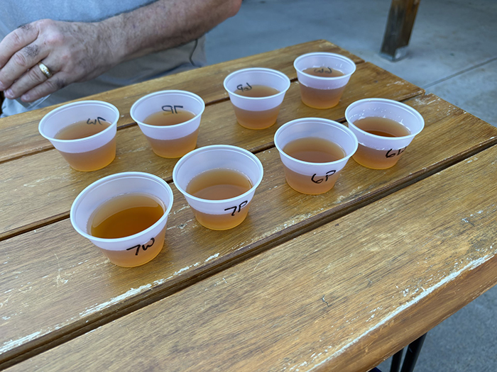 This photo features a table with several cups of beer prepared for tasting.