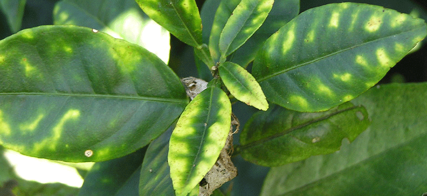 A plant's leaves are turning yellow from the edges in, leaving the center veins a dark green