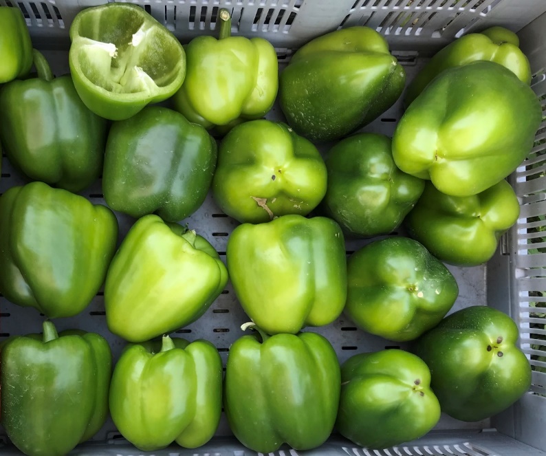 A bin of peppers look yellow and green instead of uniformly green.