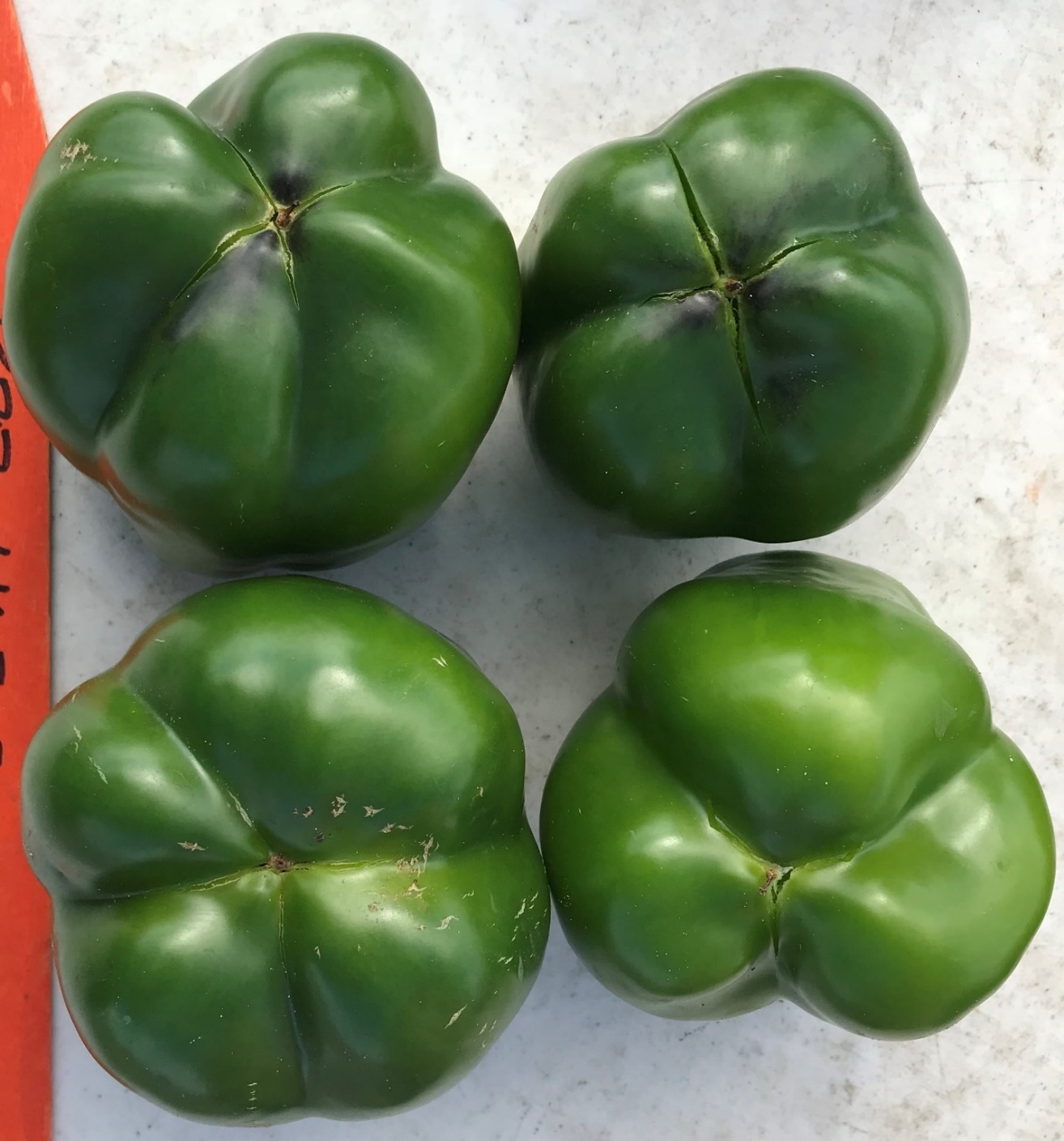 Four bell peppers with cracks in the blossom end of the fruit.