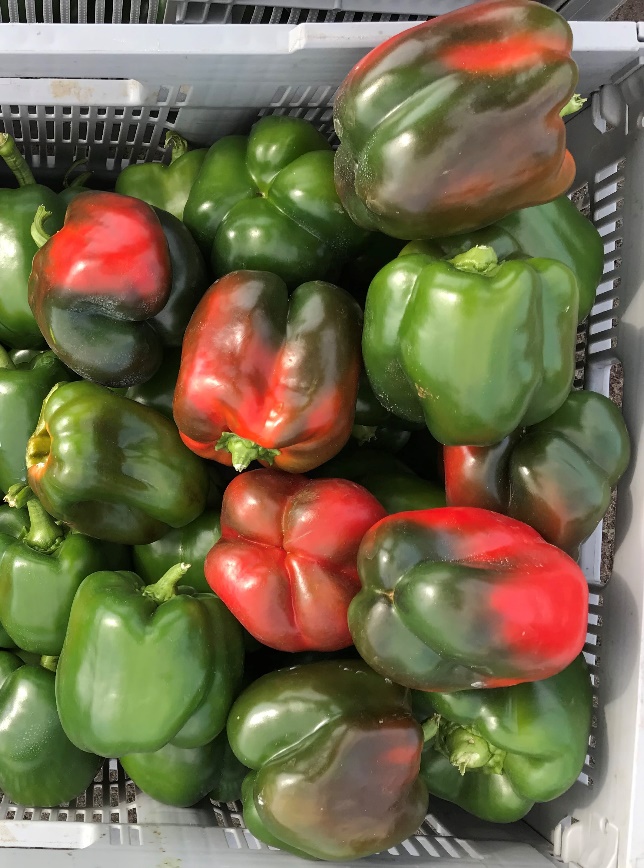 A bin of peppers shows some that have started to turn red, in some cases more than half red. Fruits that are starting to turn brownish or chocolate-colored can be seen at the top and bottom.