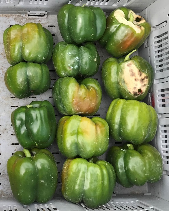 Sunscald can produce yellow to whiteish skin on a pepper, and can vary in size from a small area to an entire side of the pepper fruit.
