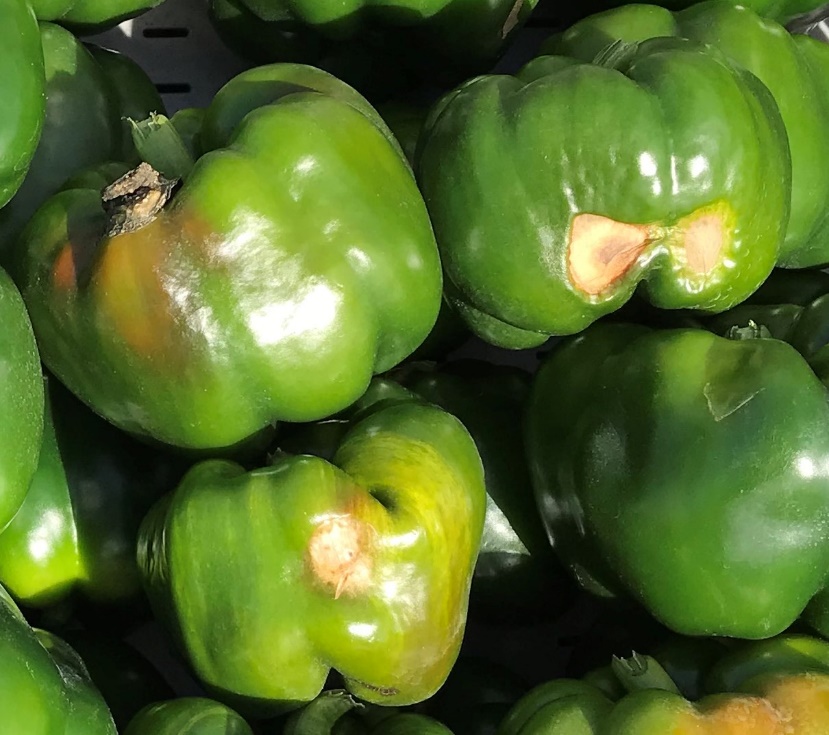 Many bell peppers are laid on a table and the peppers have short proportions, indicating pancacking.