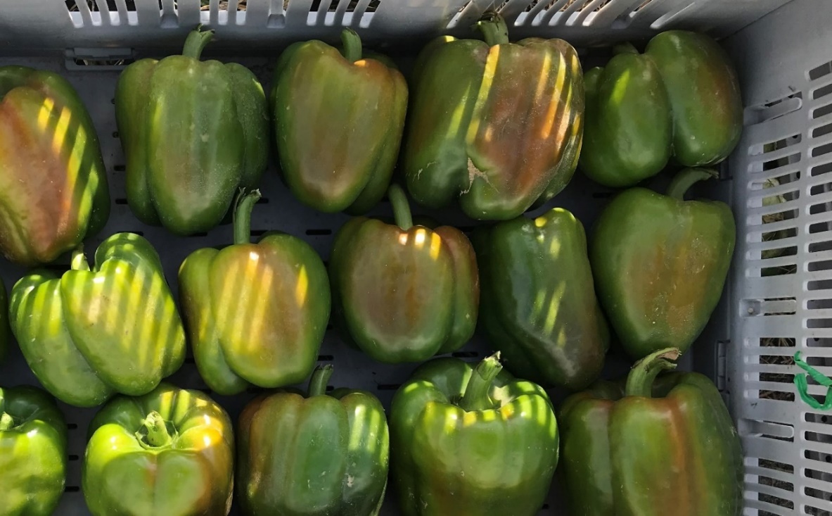 Bell peppers in a picking crate show tan coloring on one side of the pepper fruit.