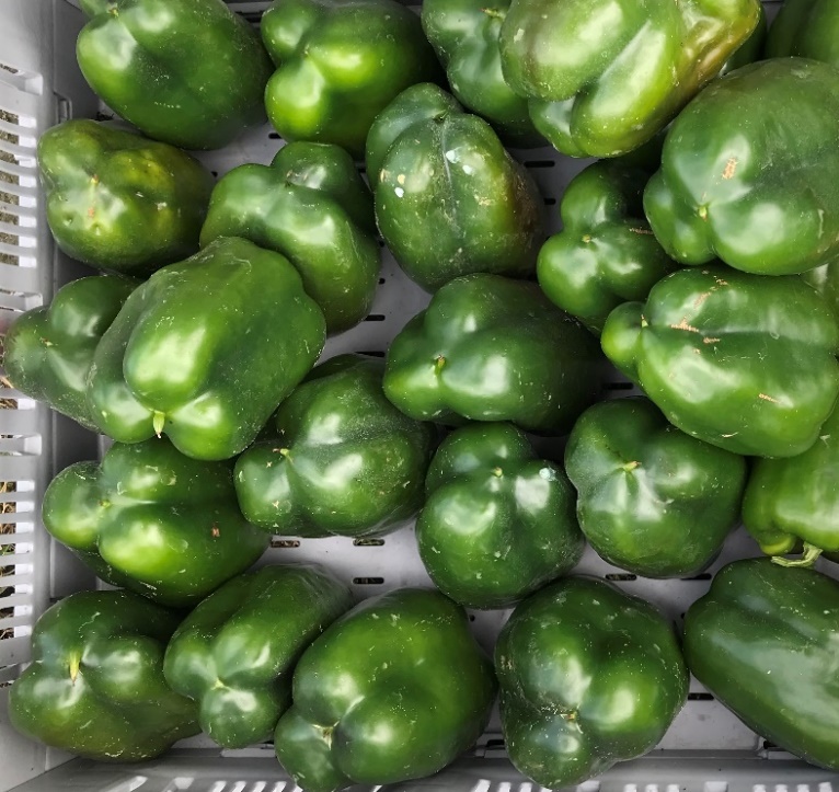 A bin of peppers with the butt-ends showing reveals the pointy ends of the peppers.