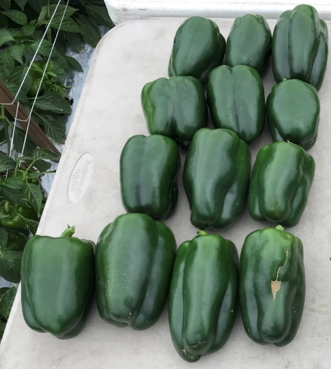 Bell peppers laid on their sides on a table show how elongated their proportions are compared to normal fruit.