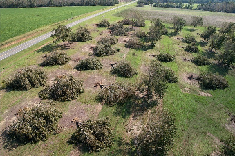 Pecan damage from Hurricane Helene