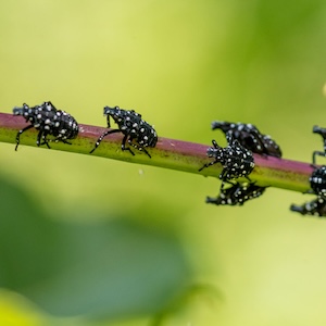 Spotted lanternfly nymphs