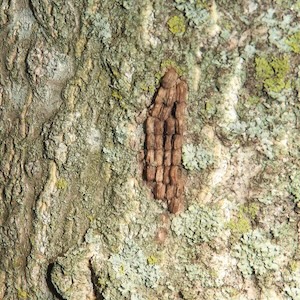 Spotted lanternfly more developed egg mass