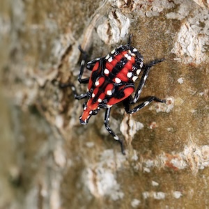 Spotted lanternfly secondary nymphal stage