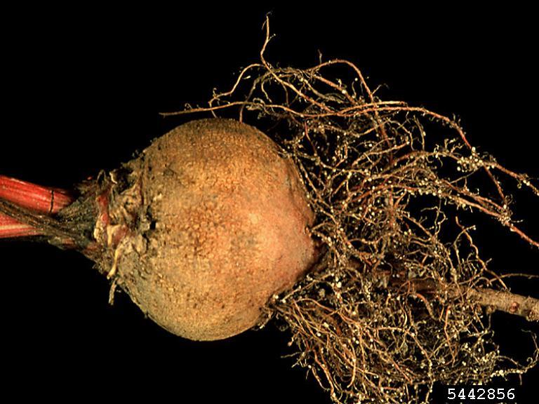Sugarbeet cyst nematode, Heterodera schachtii, on beet.
