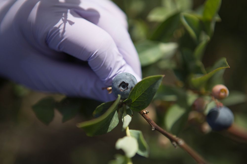 A gloved hand pulls down a branch of a blueberry bush