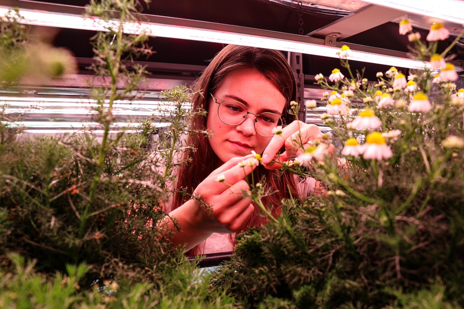 A woman gathers chamomile flowers in a greenhouse, surrounded by blooming chamomile and parsley plants.