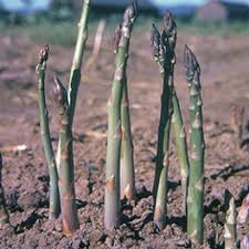 Asparagus spears emerge from brown soil in a garden