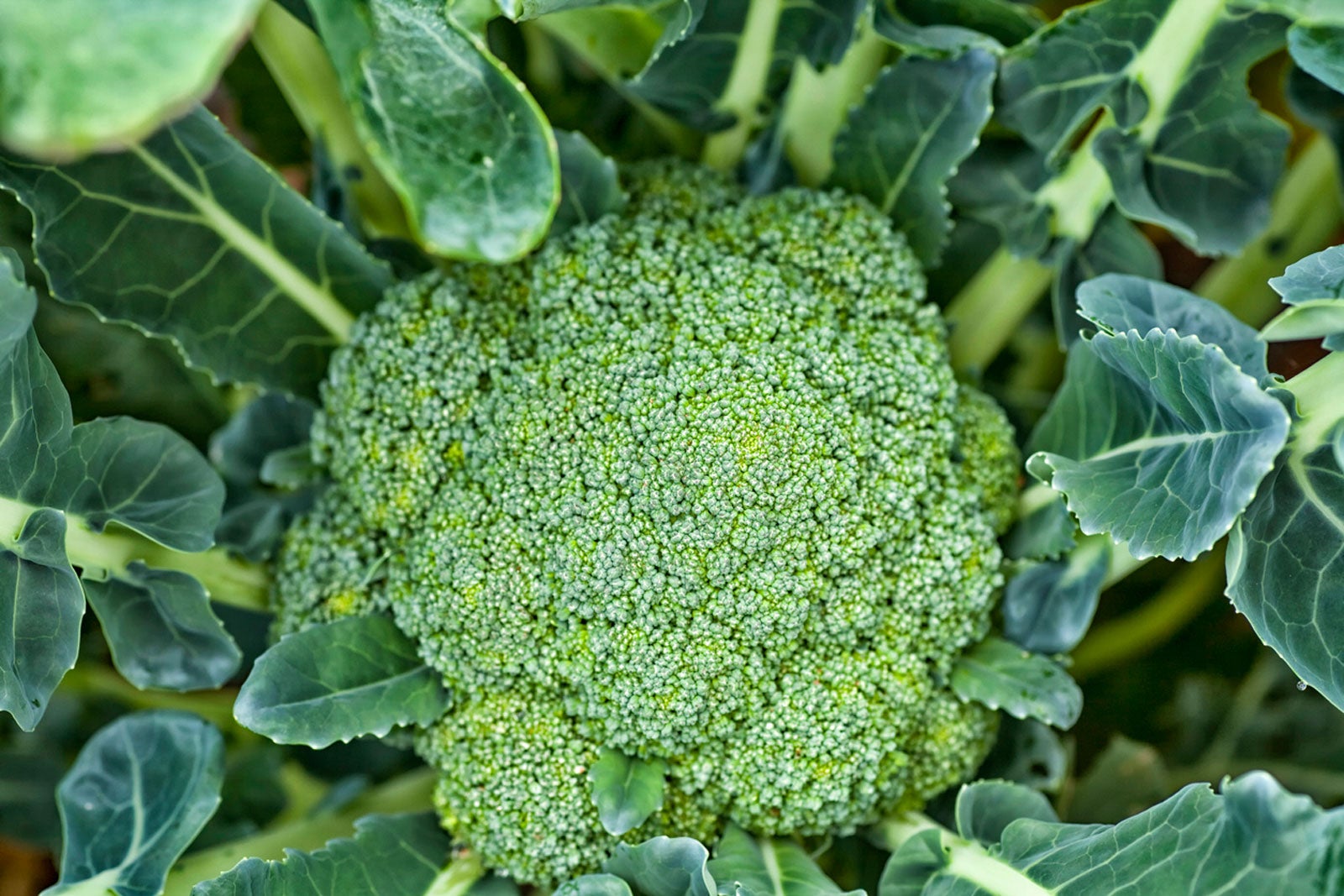 An overhead view of an emerald green head of broccoli surrounded by deep green leaves