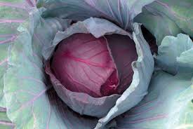 A close-up view of a head of cabbage with deep red leaves in the center and greenish-red leaves surrounding it.