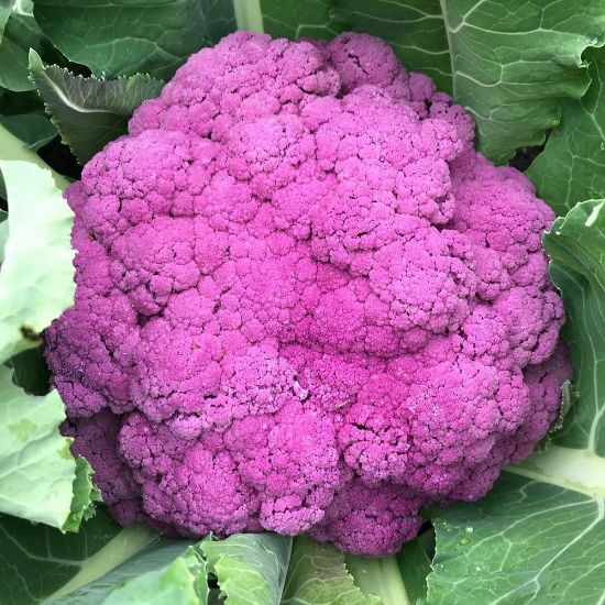 A pink-purple colored head of cauliflower is surrounded by green leaves