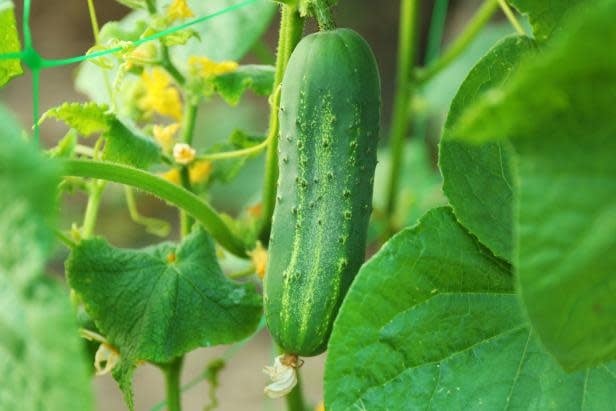 A bumpy-skinned cucumber hangs from the vine