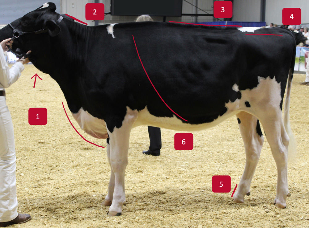 A mostly black cow is seen from the side. Markers indicate the underside of the neck, the top of the neck, the back, the rump, the pastern and the ribs.