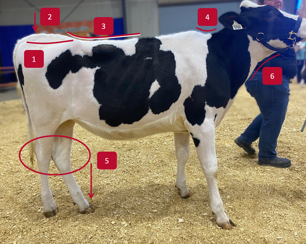 A black and white cow is seen from the side. Markers indicate the hips, the rump, the back, the top of the neck, the hocks, and the underside of the neck.