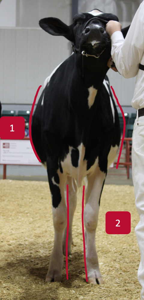 A black and white cow is viewed from the front. Markers indicate the ribs and the front legs.