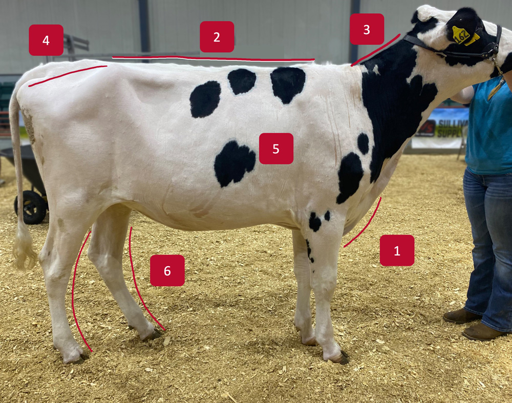 A mostly white cow with black spots is viewed from the right side. Markers indicate the rump, the back, the top side of the neck, the chest, the ribs and the rear legs.