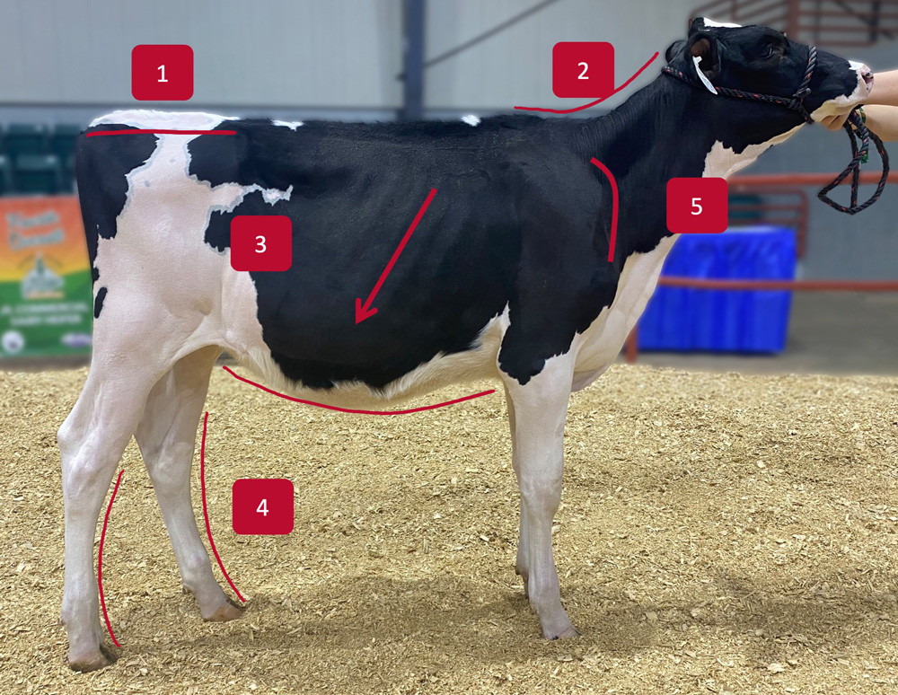 A black and white cow is seen from the right side. Markers indicate the rump, the top side of the neck, the neck, the ribs, and the rear legs.