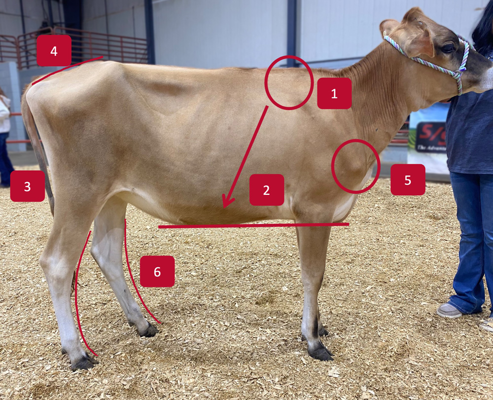 A tannish-brown cow is seen from the right side. Markers indicate the rump, withers, shoulder, ribs or body depth, and the rear leg.