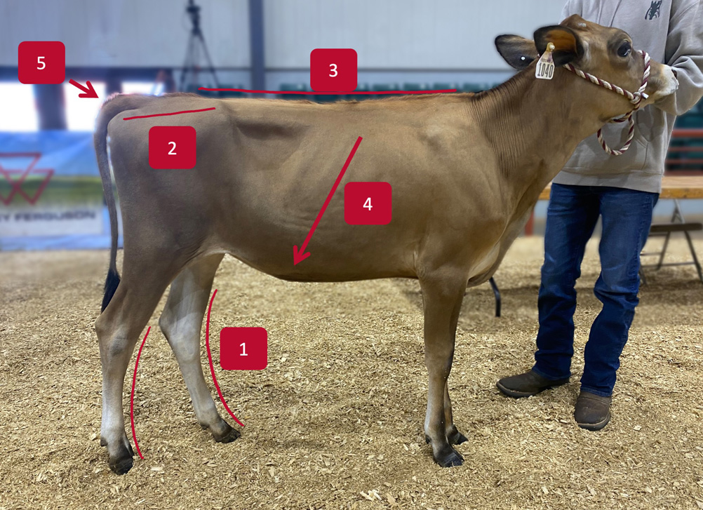 A tannish brown cow is seen from the right side. Markers indicate the rump, hips, back, ribs, and back legs.