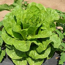 A large head of crinkly, leafy lettuce in a garden