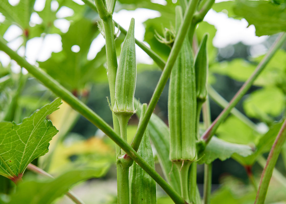 Okra spears stand straight up from the stems on this okra plant