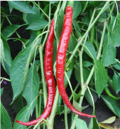Long and very skinny bright red peppers hang from a pepper plant