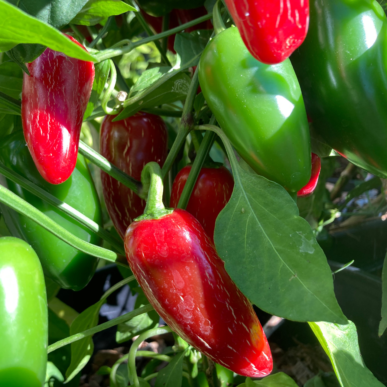 Triangular red and green jalapeno peppers are clustered together on a plant